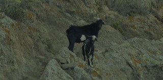 Cabras